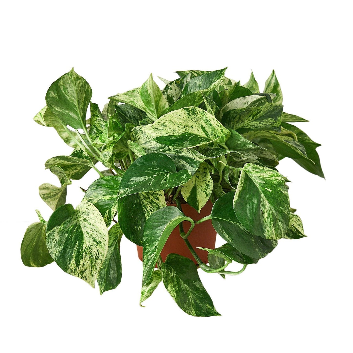 Pothos 'Marble Queen': 6" Pot