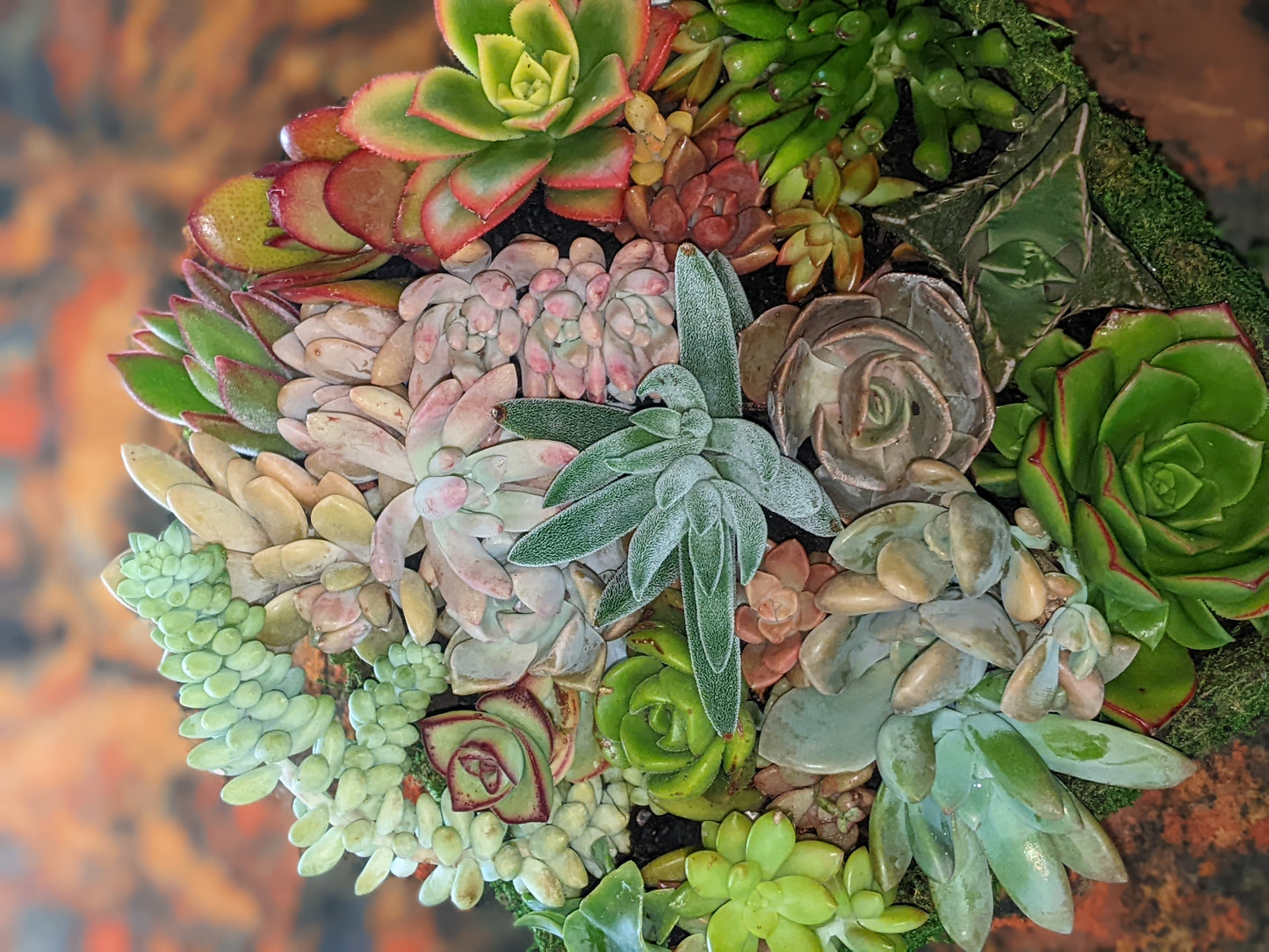 Succulent Baskets & Flower Delivery Order Form Page