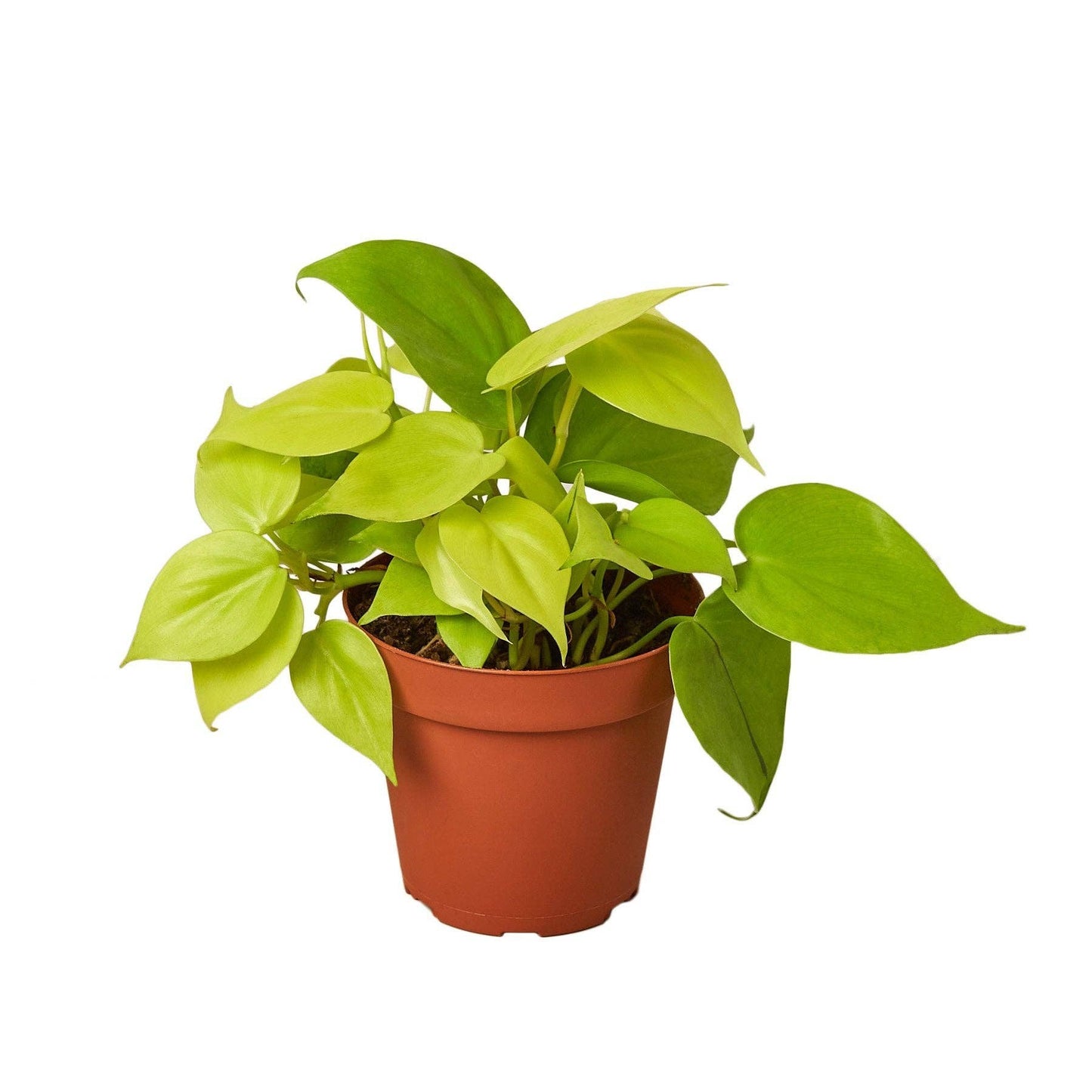 Philodendron 'Neon': 4" Pot