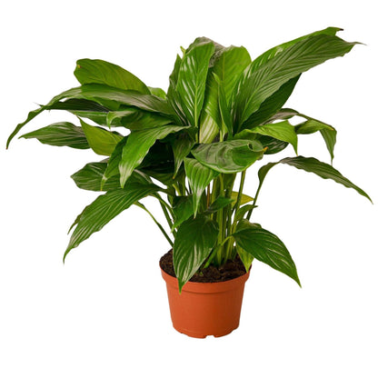 Spathiphyllum 'Peace Lily': 4" Pot